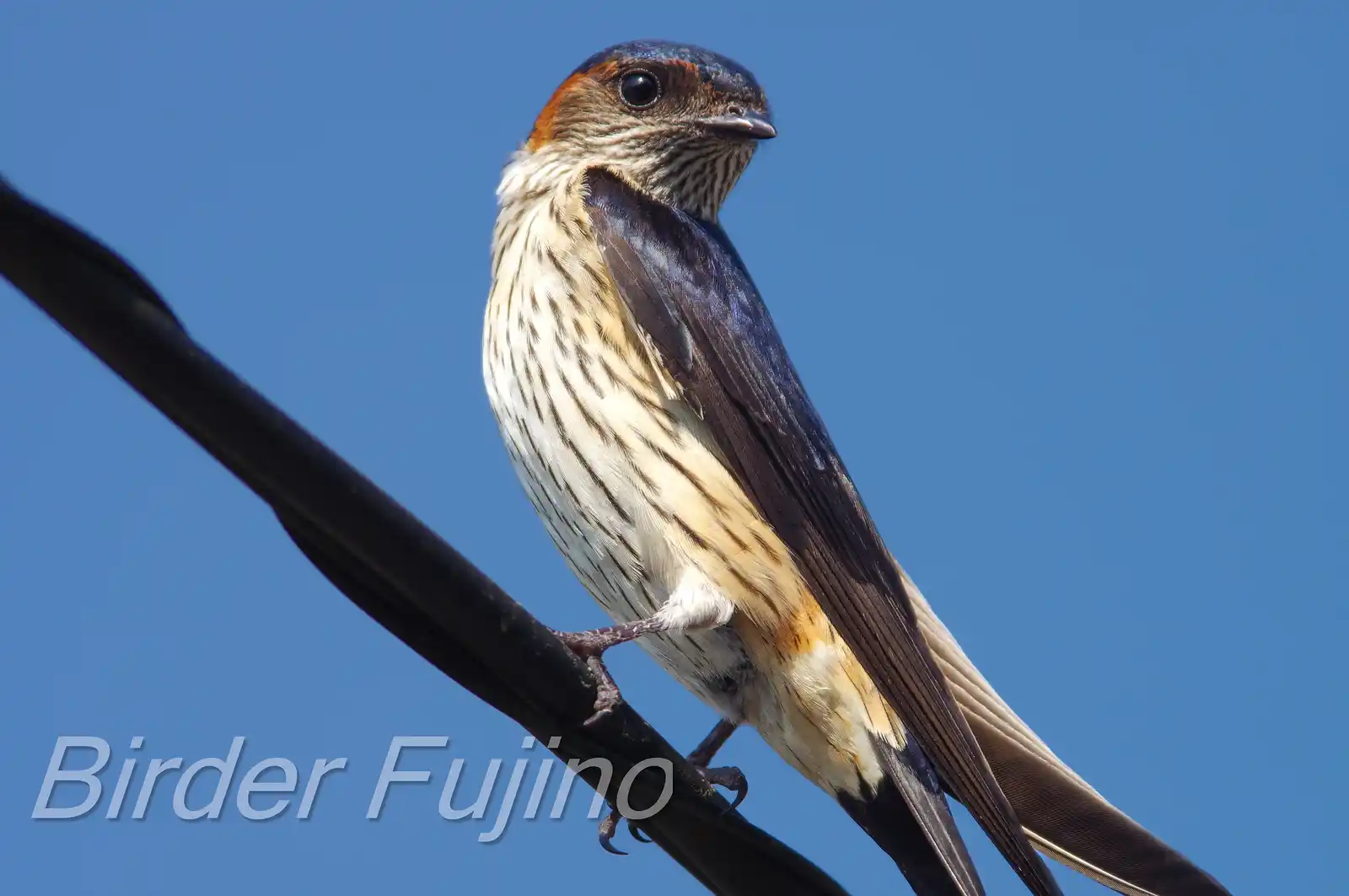 野鳥写真・コシアカツバメの写真
