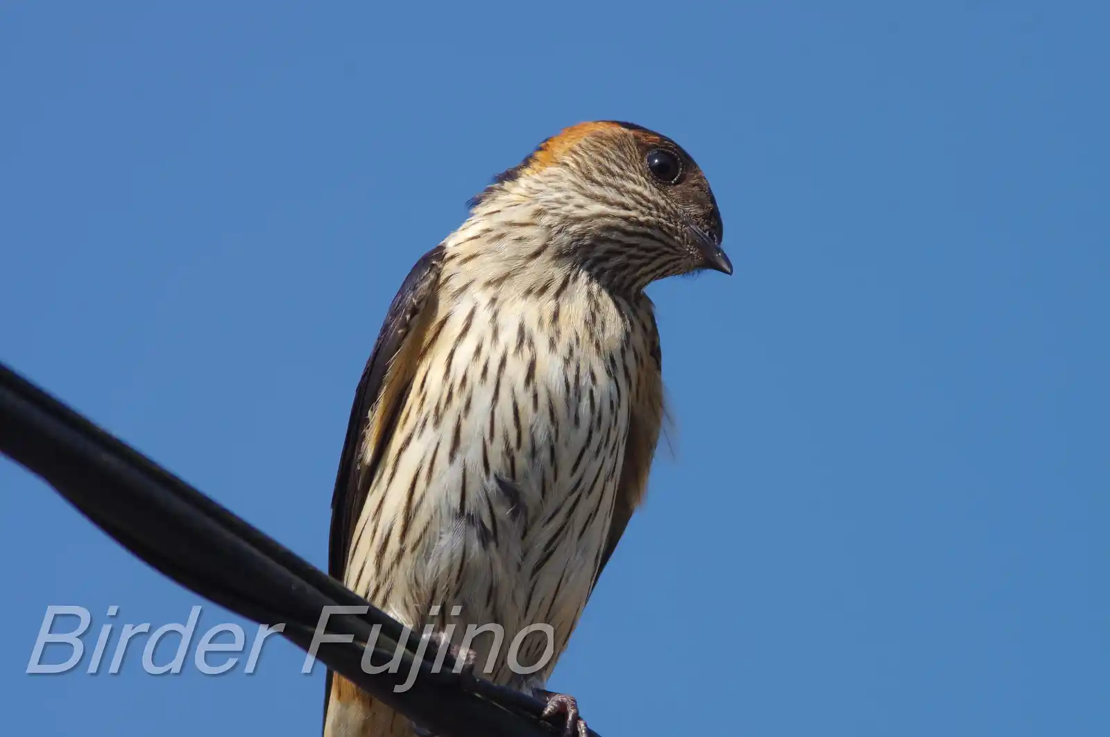 野鳥写真・コシアカツバメの写真