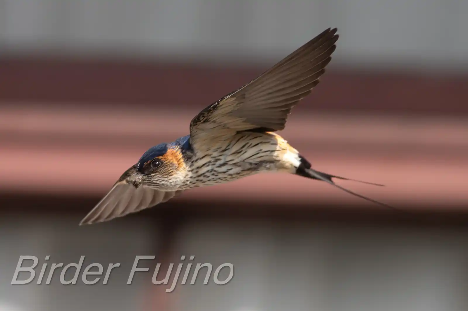 野鳥写真・コシアカツバメの写真