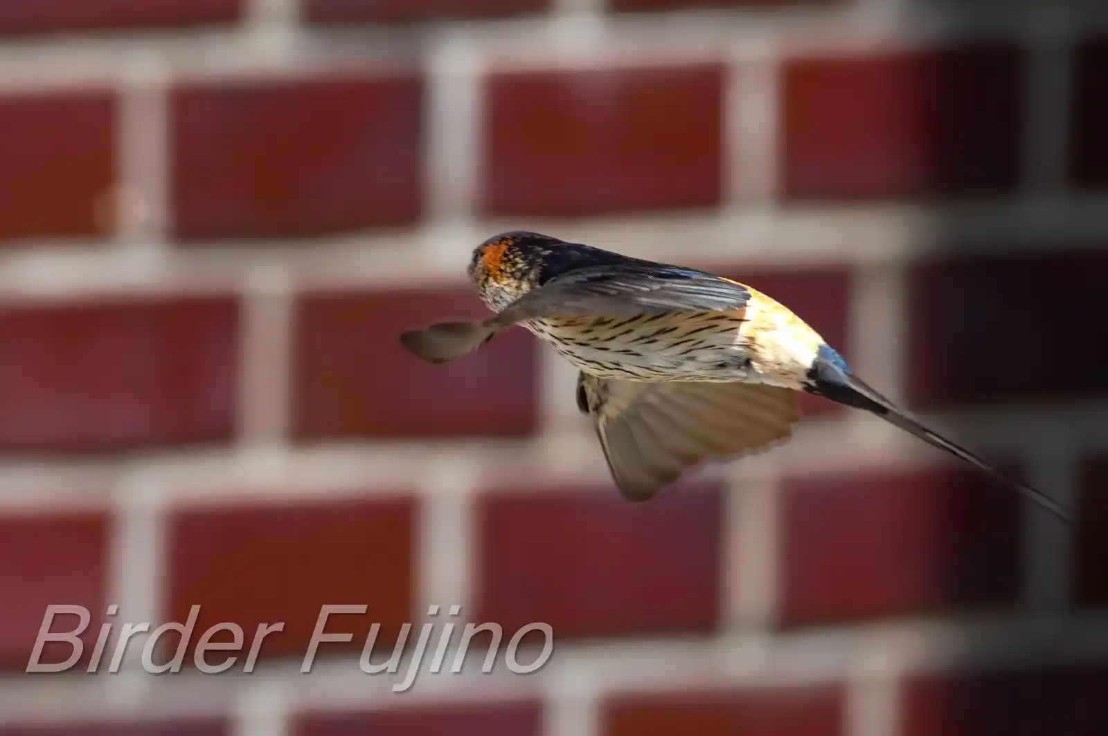 野鳥写真・コシアカツバメの写真