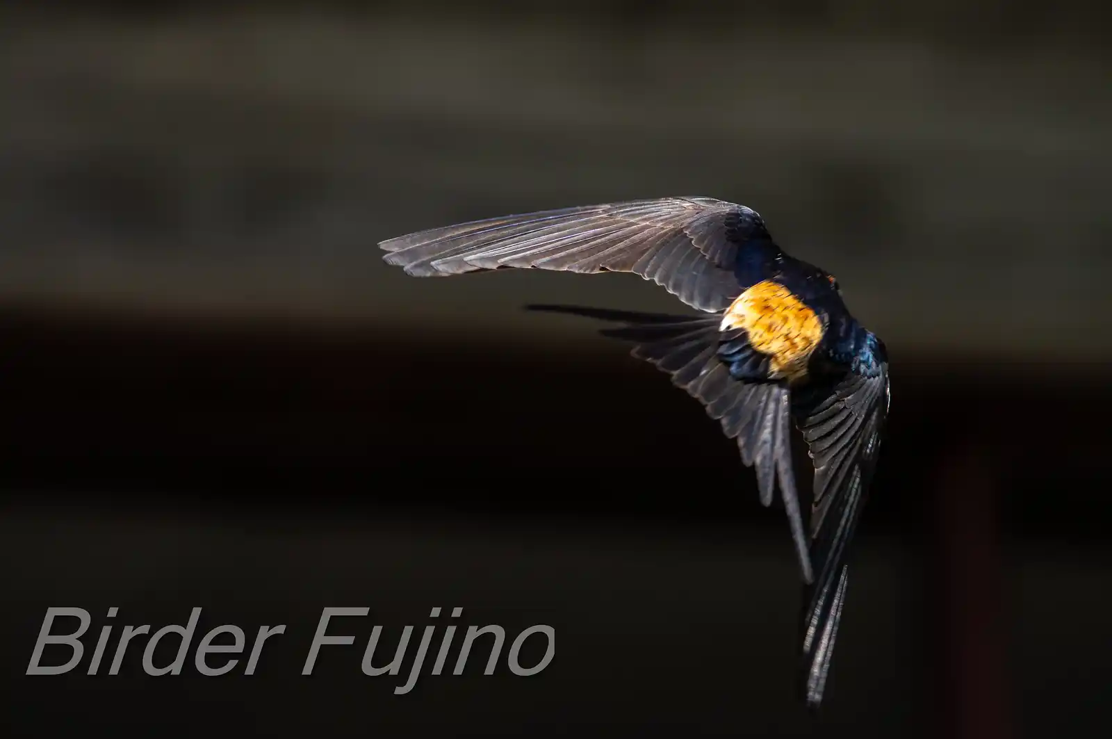 野鳥写真・コシアカツバメの写真