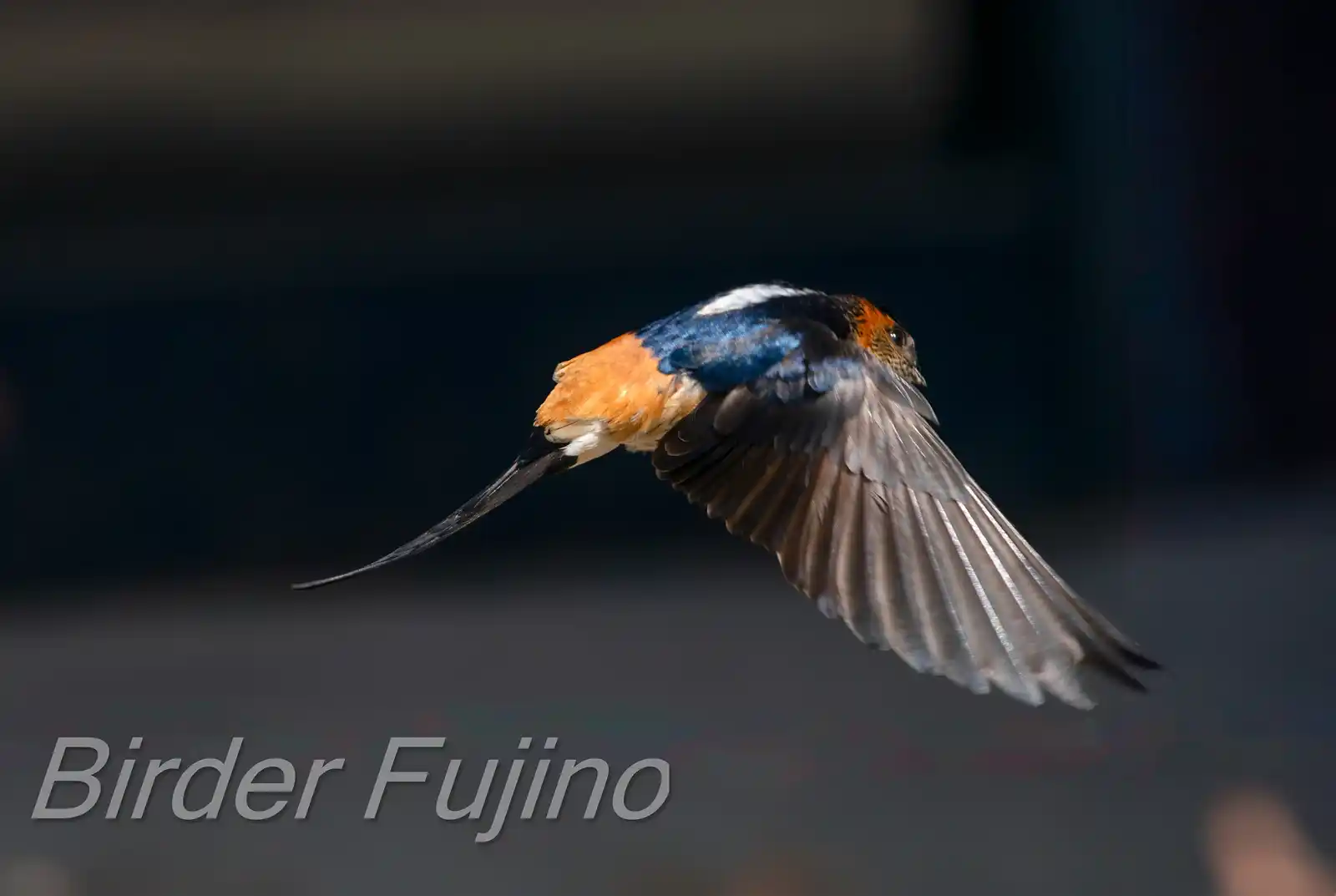 野鳥写真・コシアカツバメの写真