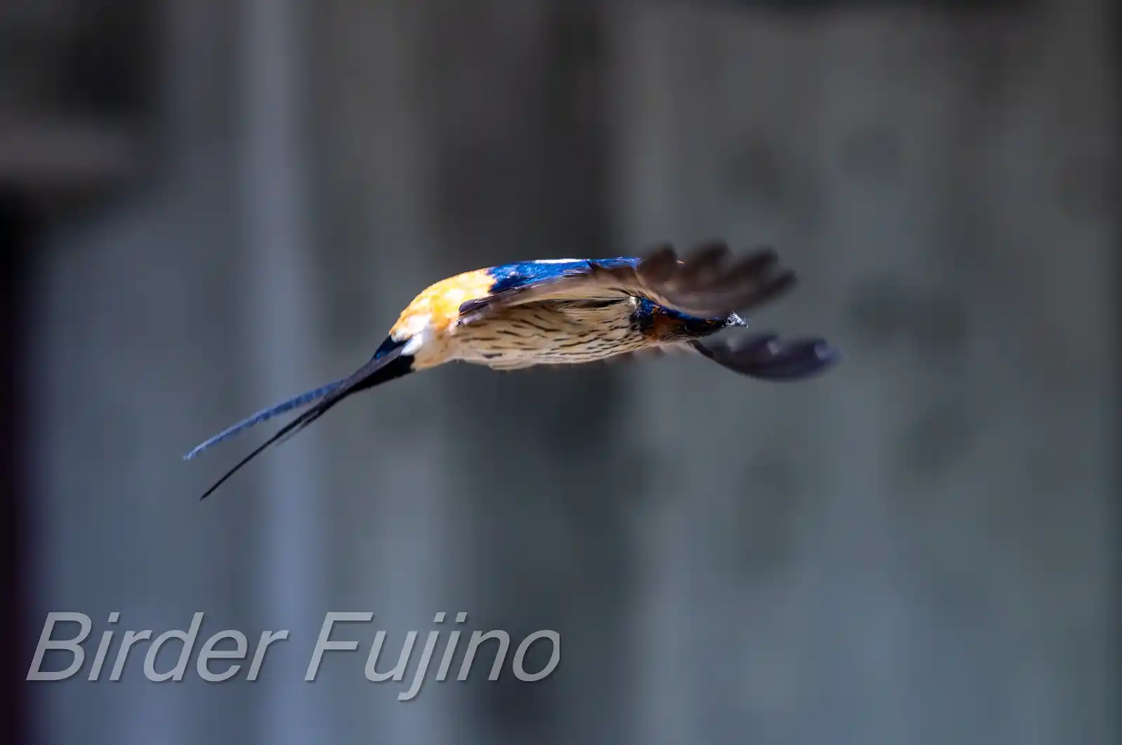 野鳥写真・コシアカツバメの写真
