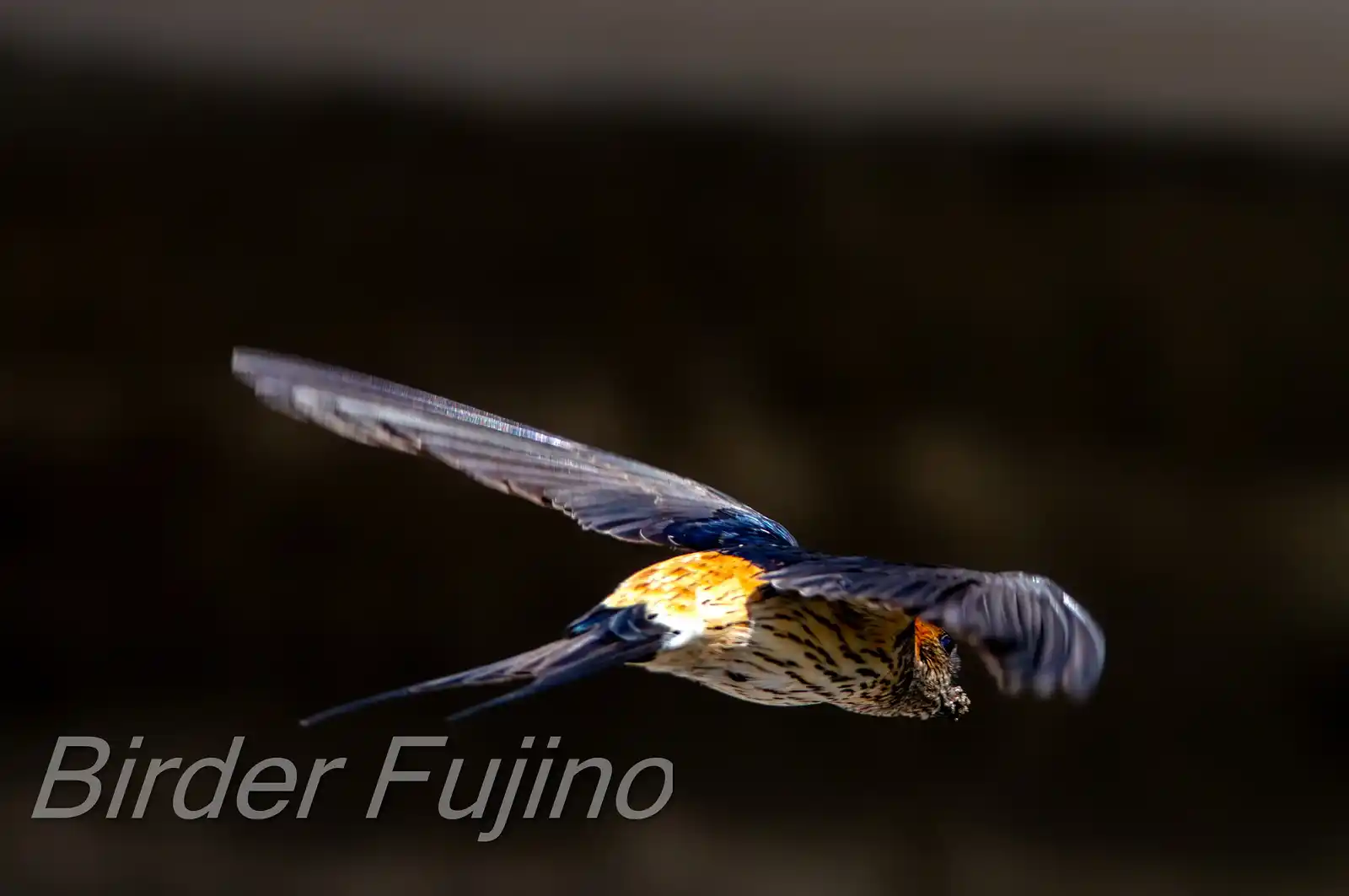 野鳥写真・コシアカツバメの写真