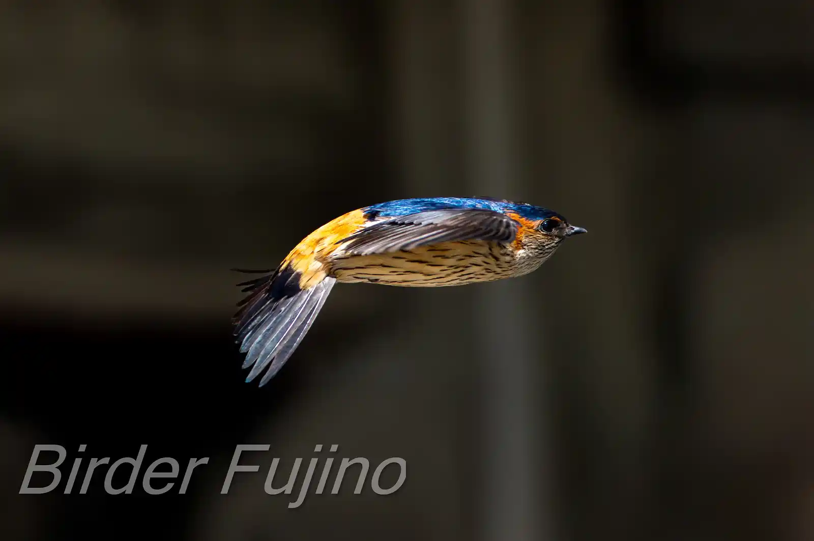 野鳥写真・コシアカツバメの写真