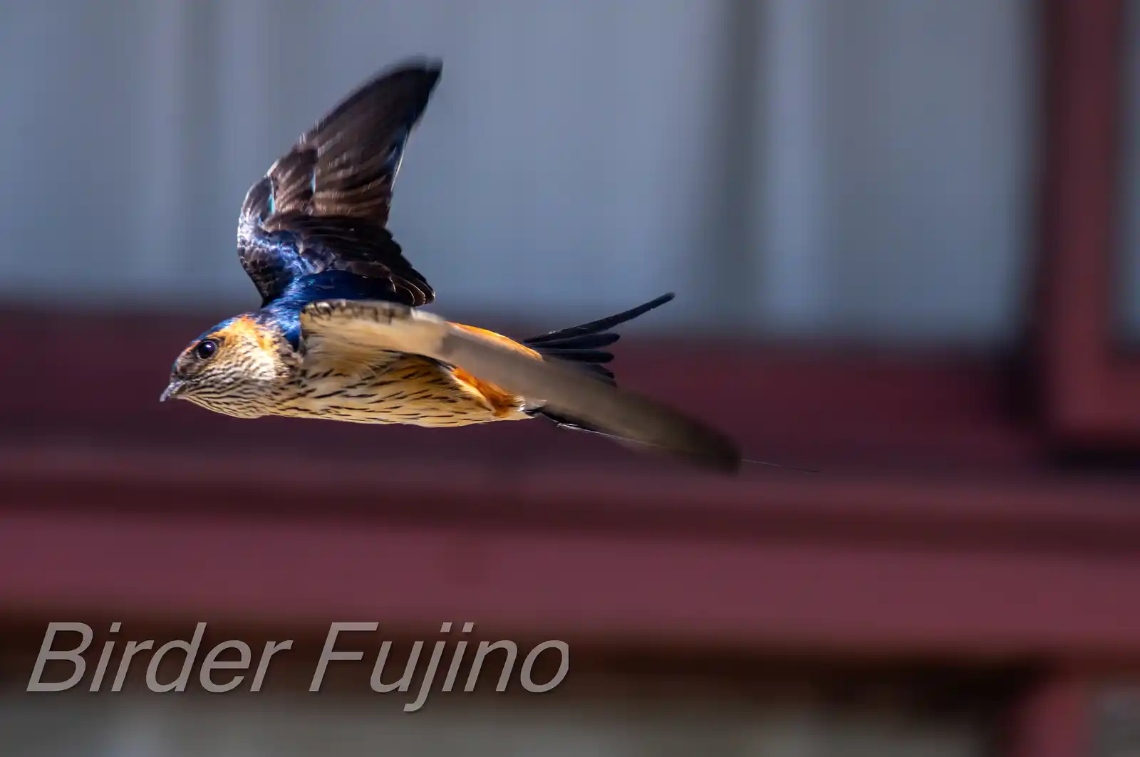 野鳥写真・コシアカツバメの写真