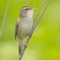 野鳥写真・コヨシキリ