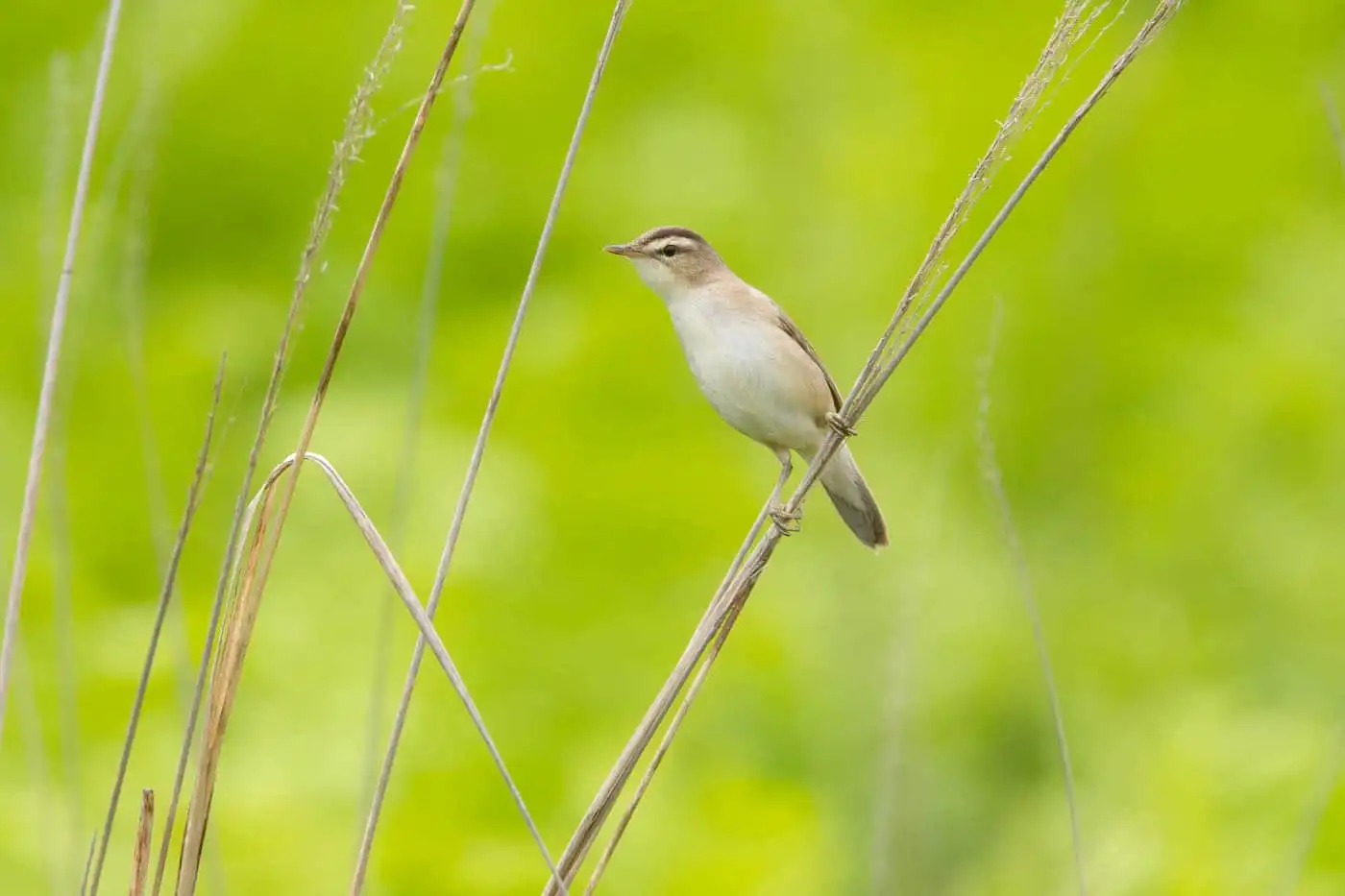 野鳥写真・コヨシキリの写真