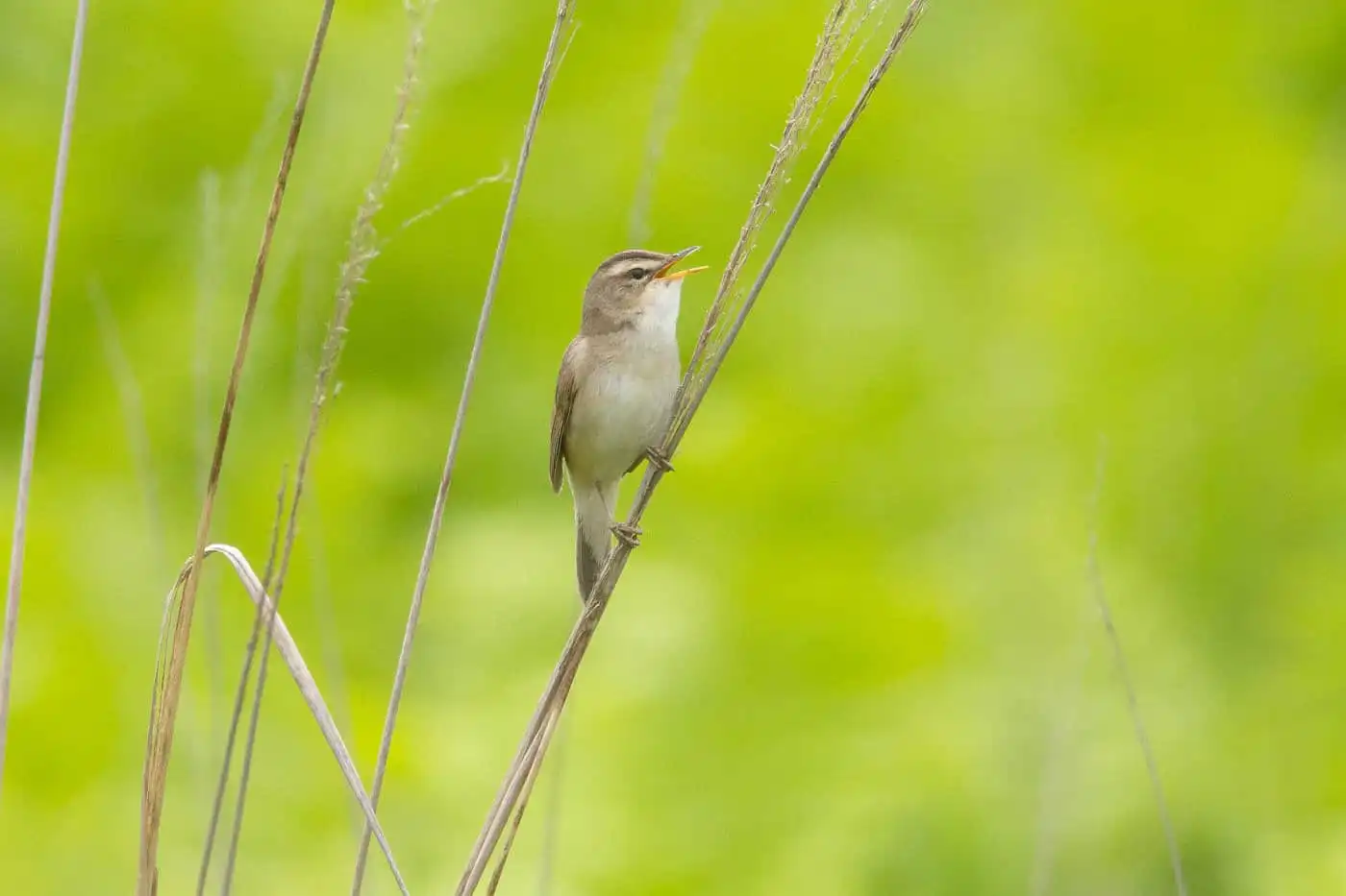 野鳥写真・コヨシキリの写真