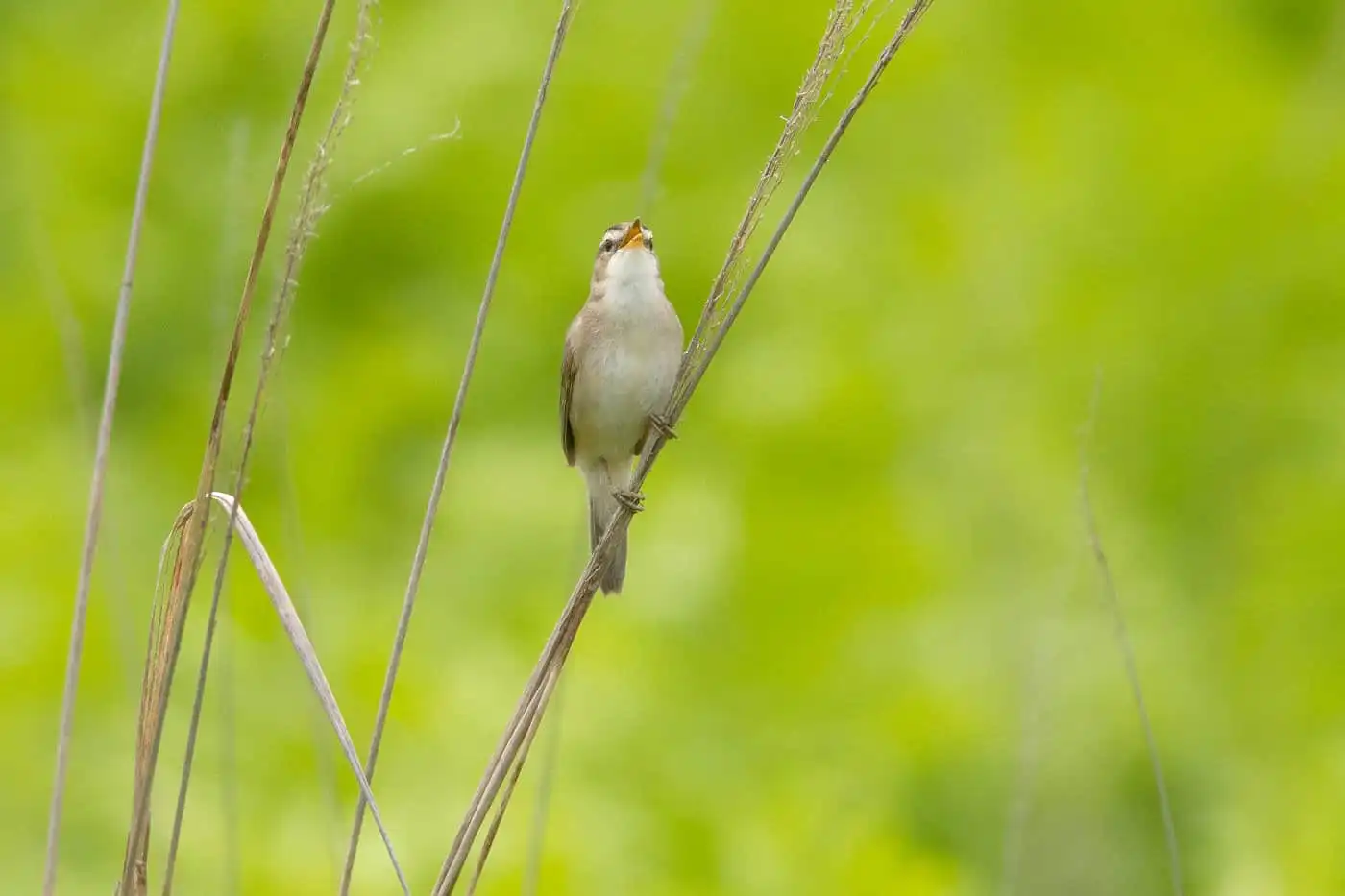 野鳥写真・コヨシキリの写真