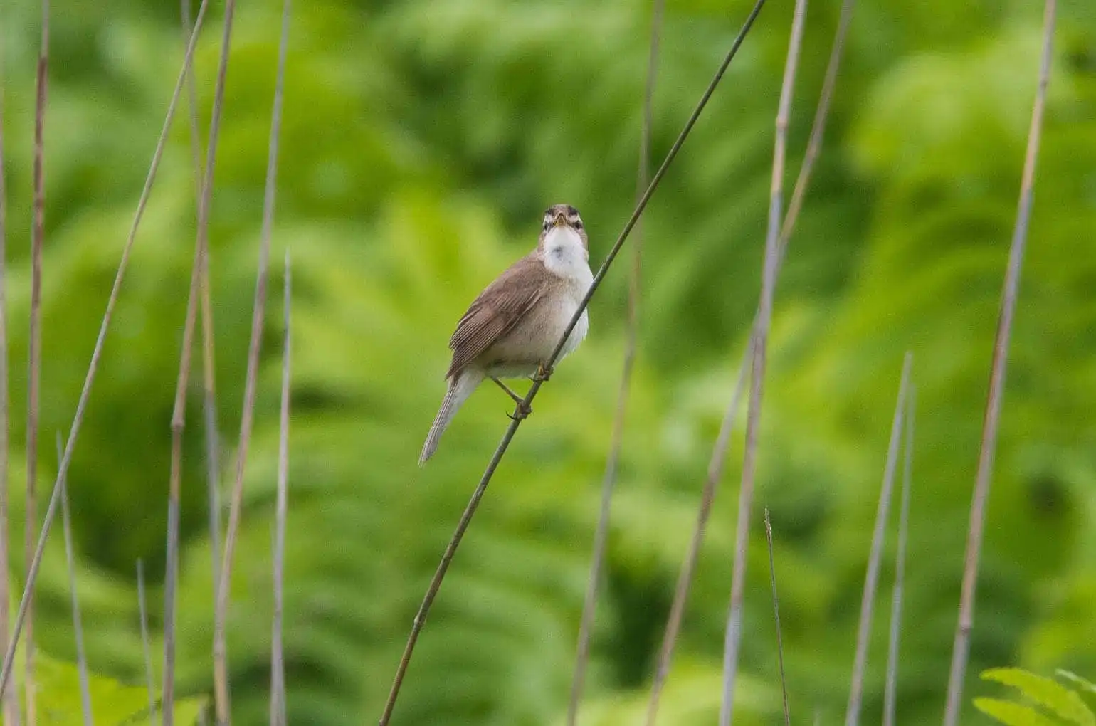 野鳥写真・コヨシキリの写真