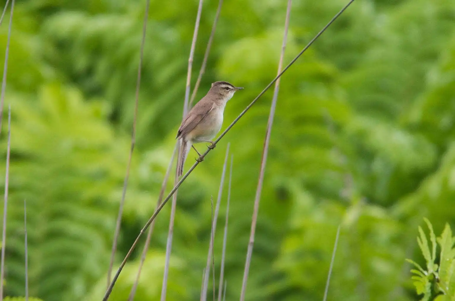 野鳥写真・コヨシキリの写真