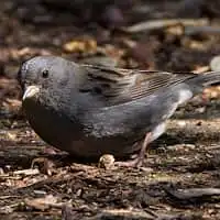 野鳥写真・クロジ