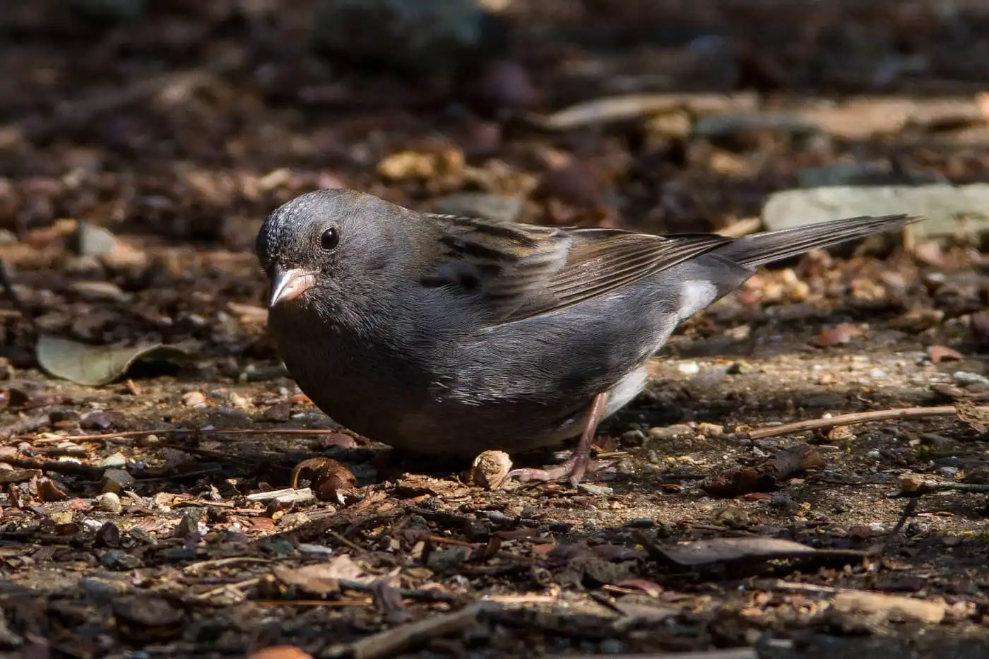 野鳥写真・クロジの写真