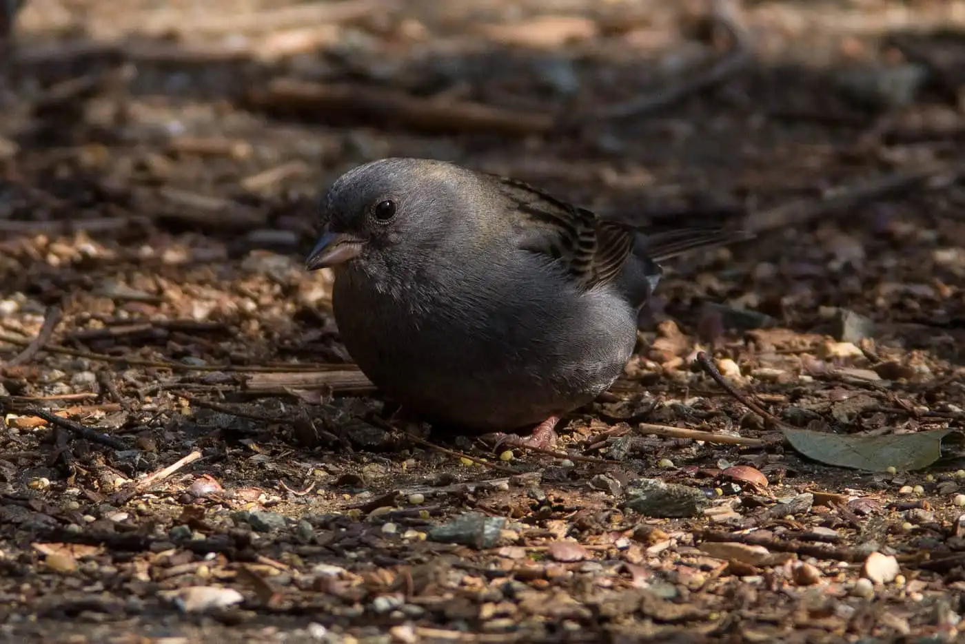 野鳥写真・クロジの写真