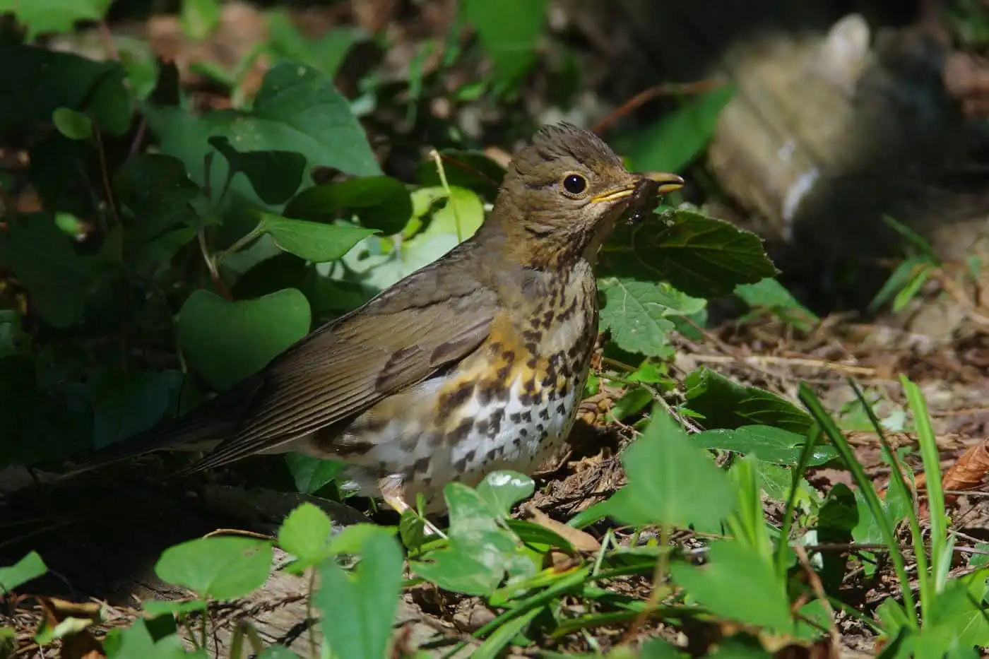 野鳥写真・クロツグミの写真