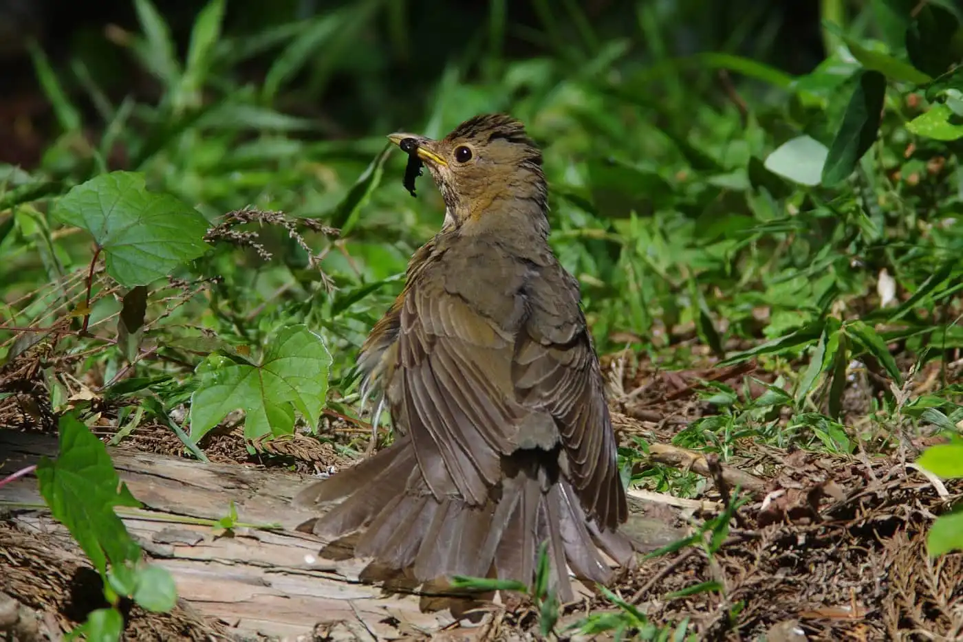 野鳥写真・クロツグミの写真