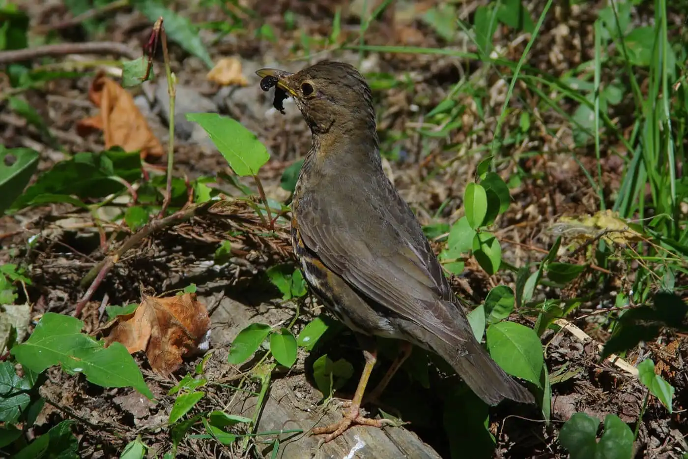 野鳥写真・クロツグミの写真