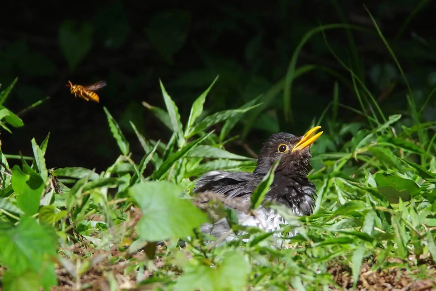 野鳥写真・クロツグミの写真