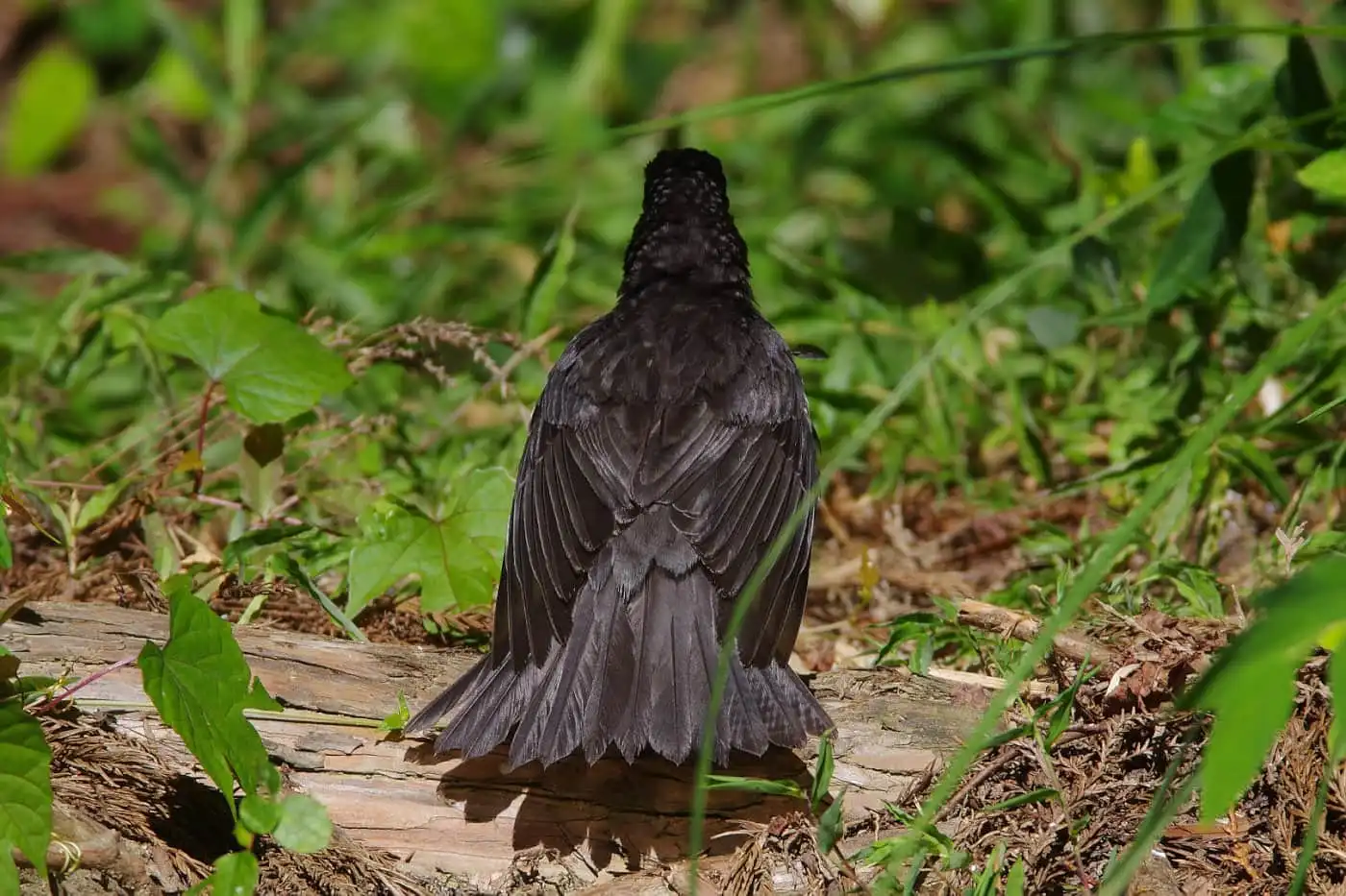 野鳥写真・クロツグミの写真