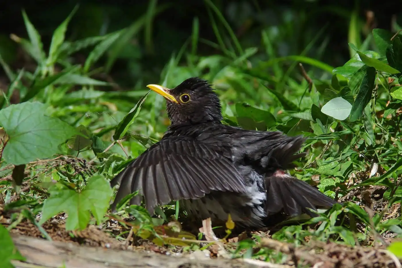 野鳥写真・クロツグミの写真
