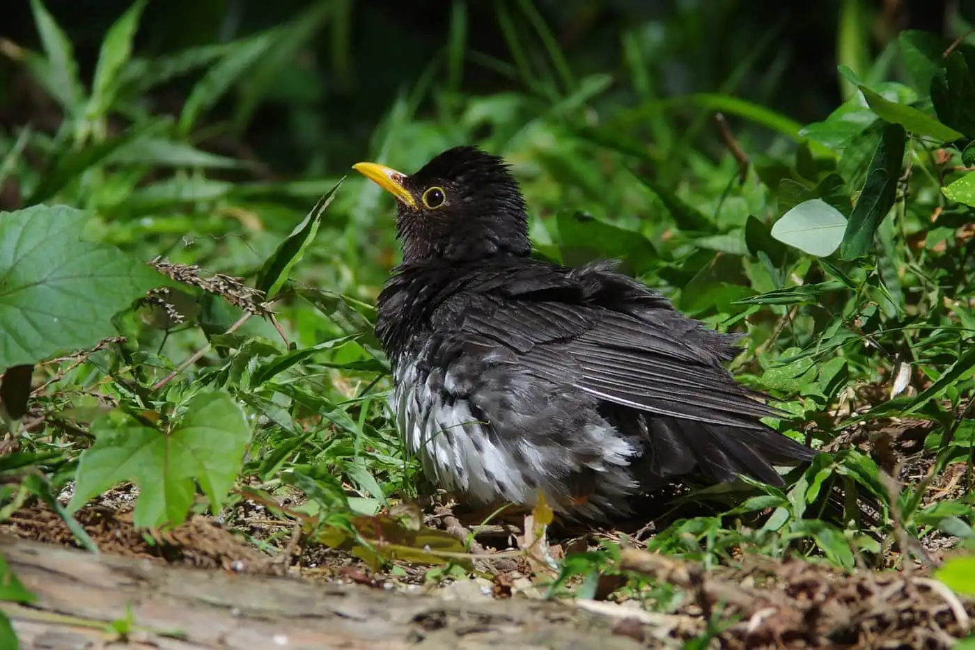 野鳥写真・クロツグミの写真
