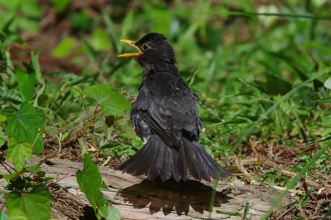 野鳥写真・クロツグミの写真