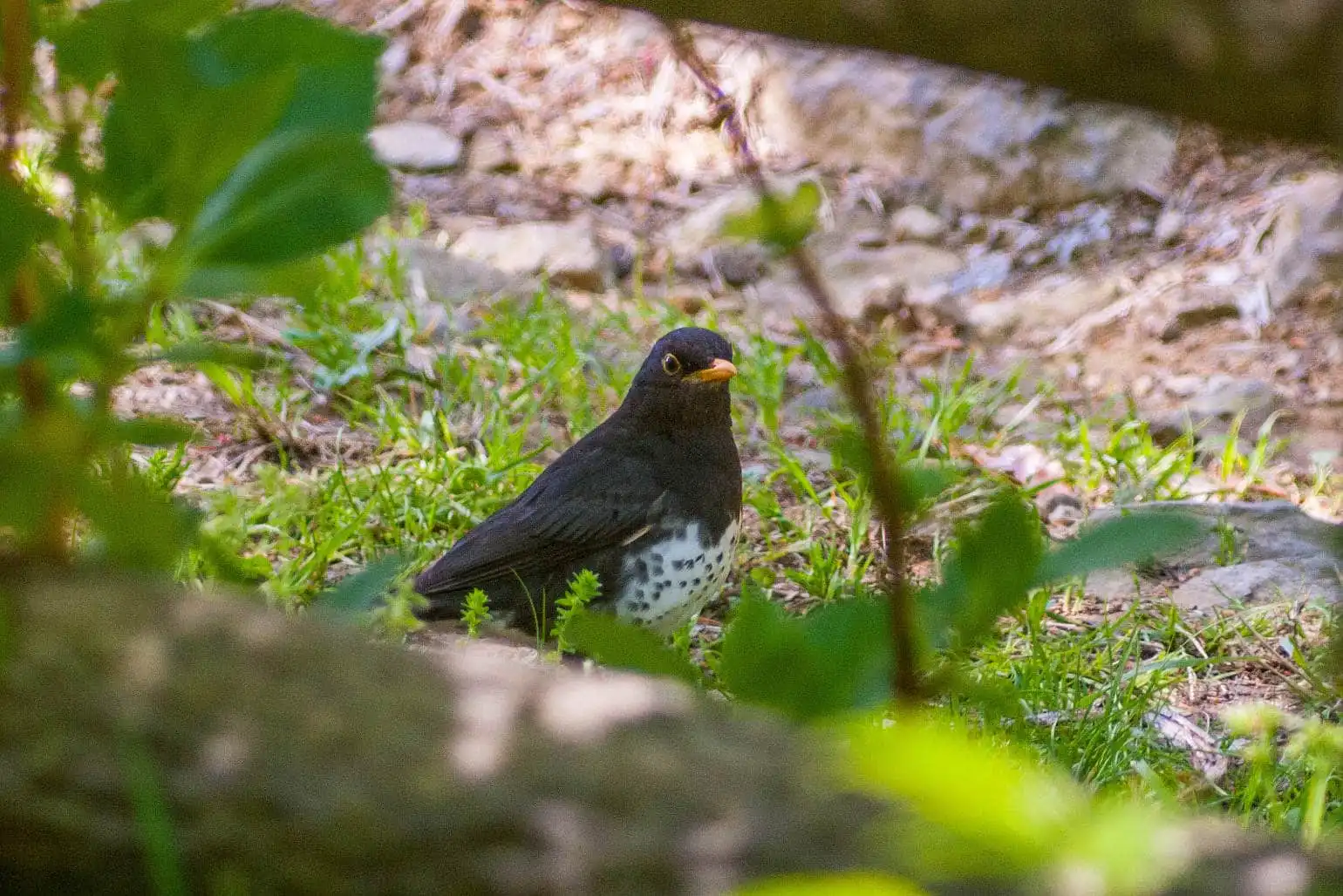 野鳥写真・クロツグミの写真