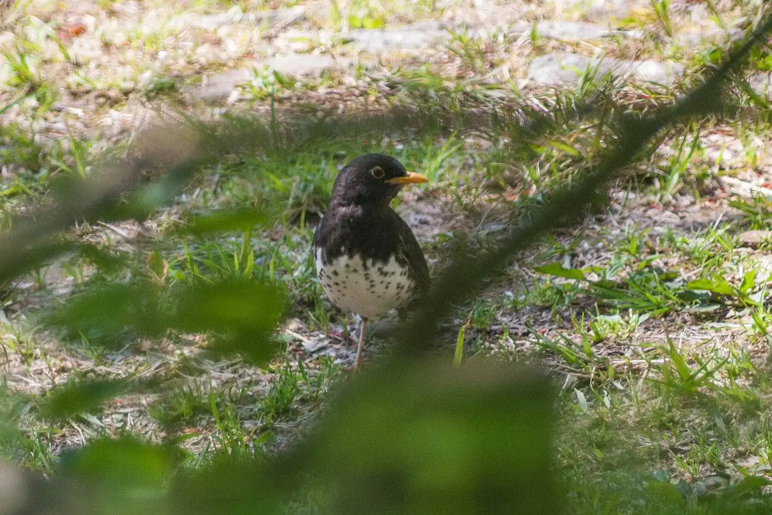 野鳥写真・クロツグミの写真