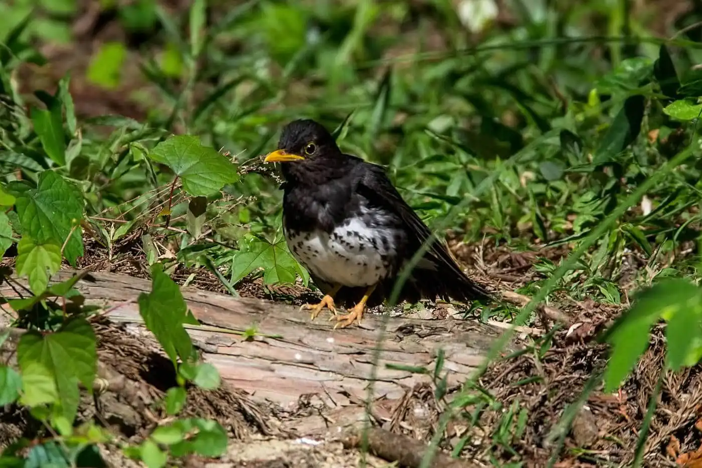 野鳥写真・クロツグミの写真