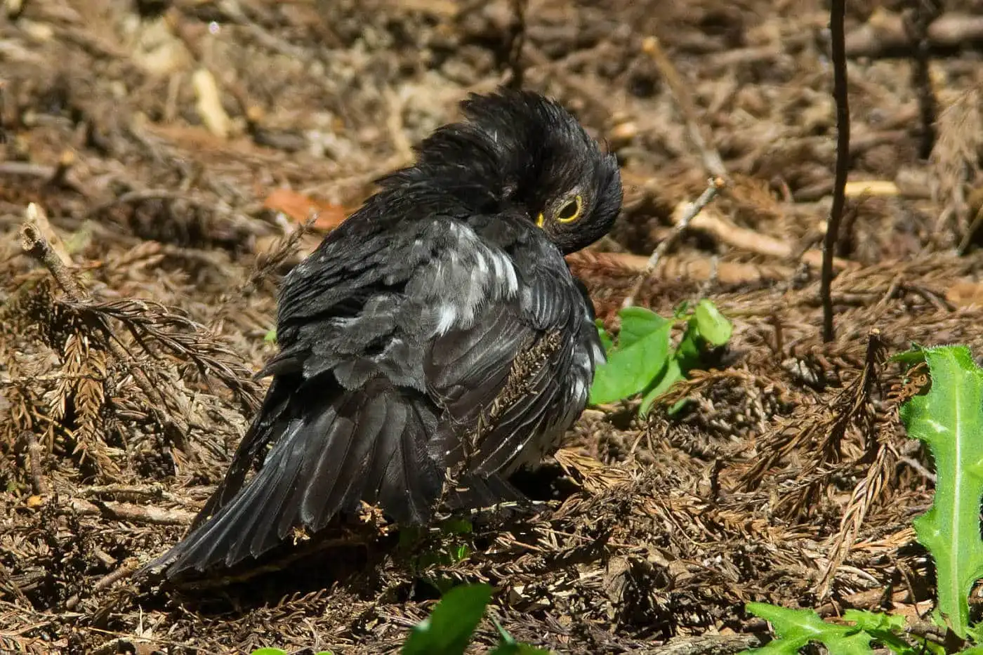 野鳥写真・クロツグミの写真