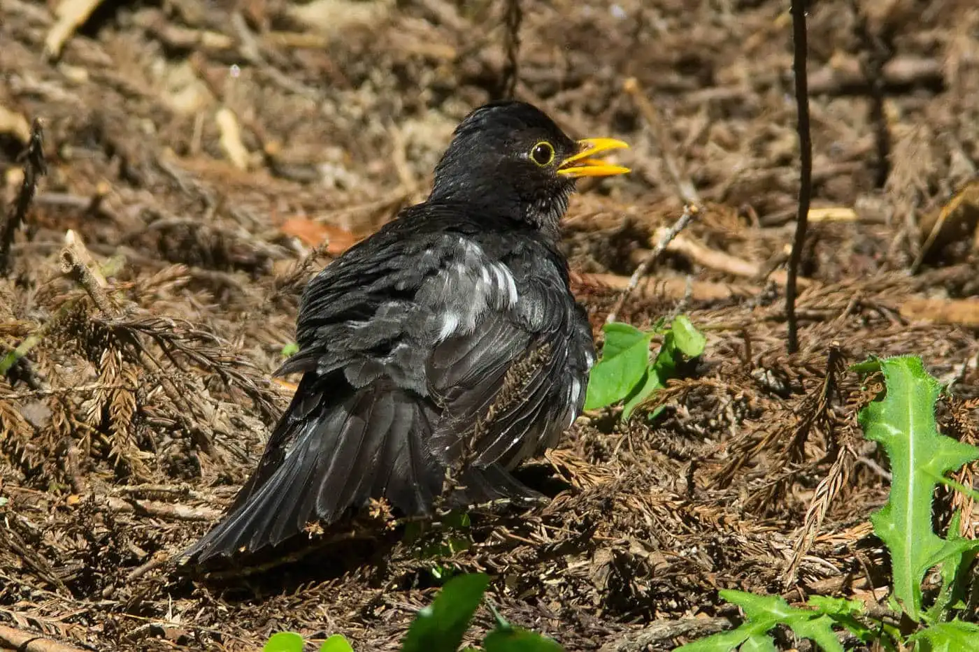 野鳥写真・クロツグミの写真