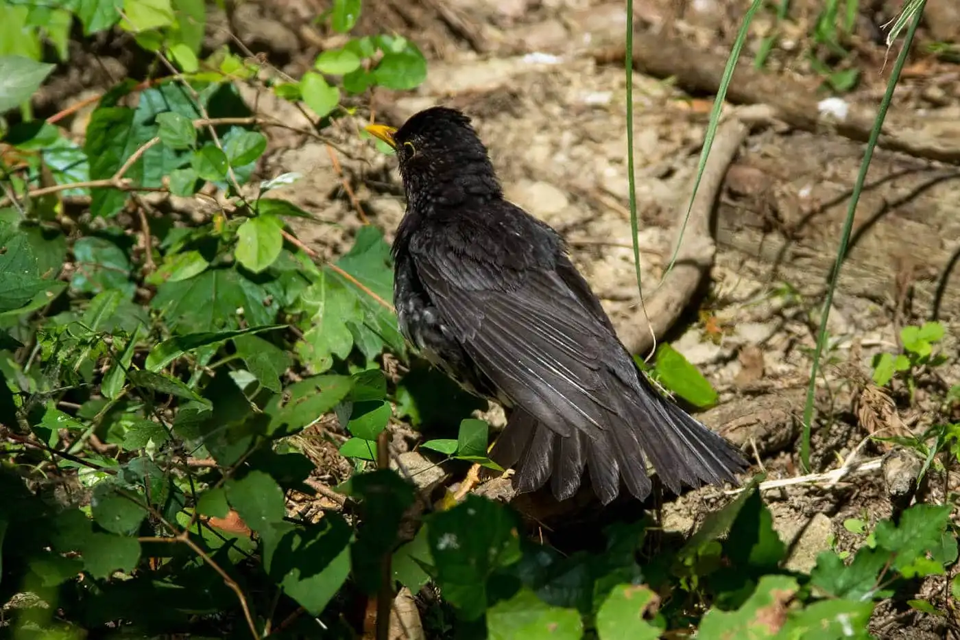 野鳥写真・クロツグミの写真