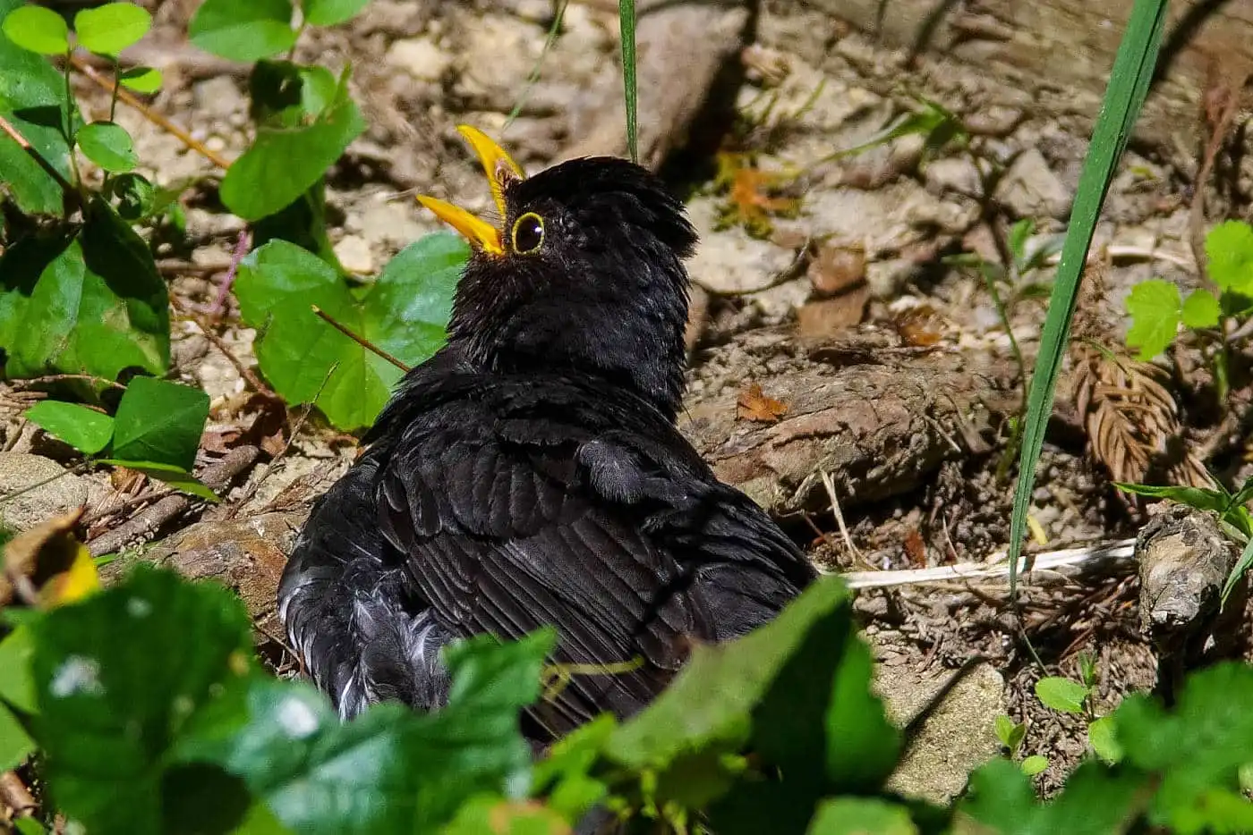 野鳥写真・クロツグミの写真