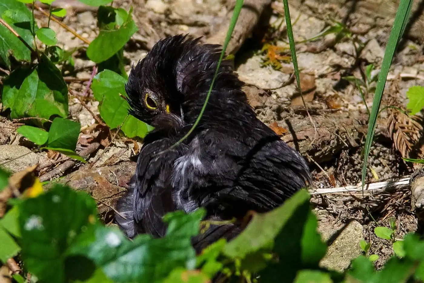 野鳥写真・クロツグミの写真