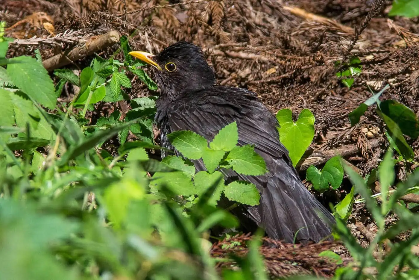 野鳥写真・クロツグミの写真