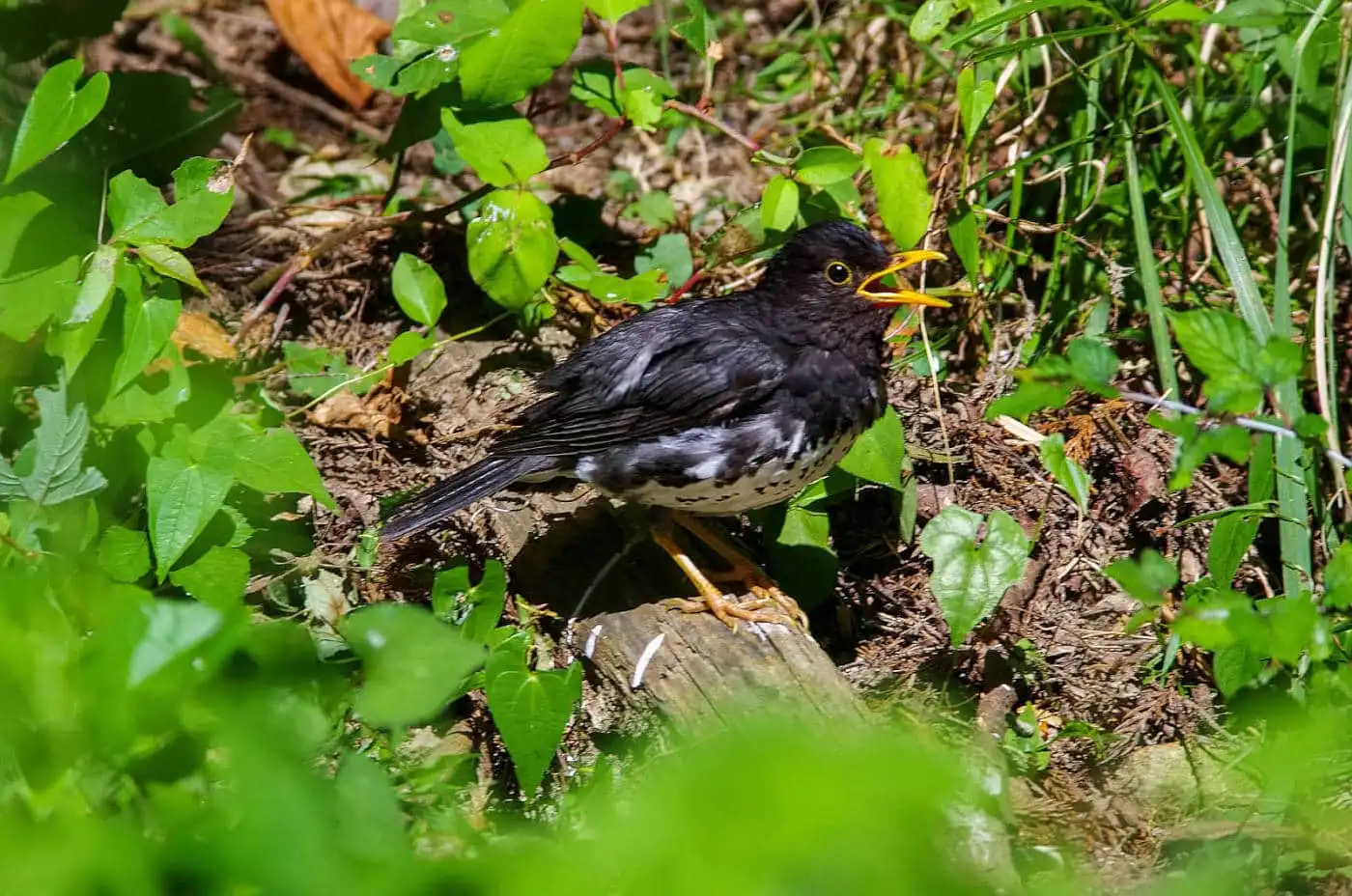 野鳥写真・クロツグミの写真