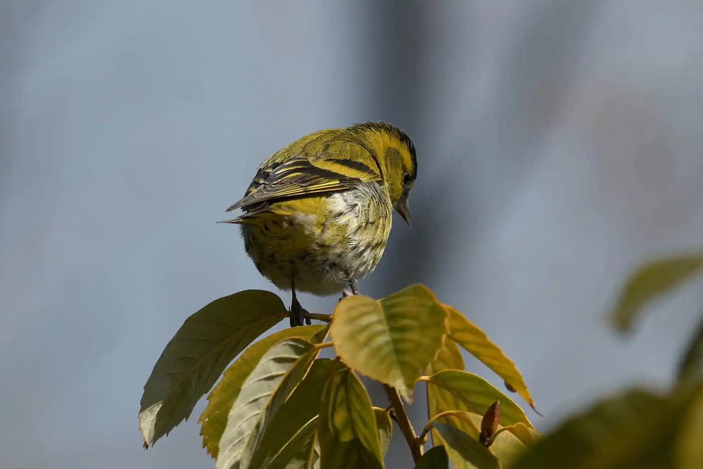 野鳥画像・マヒワの写真