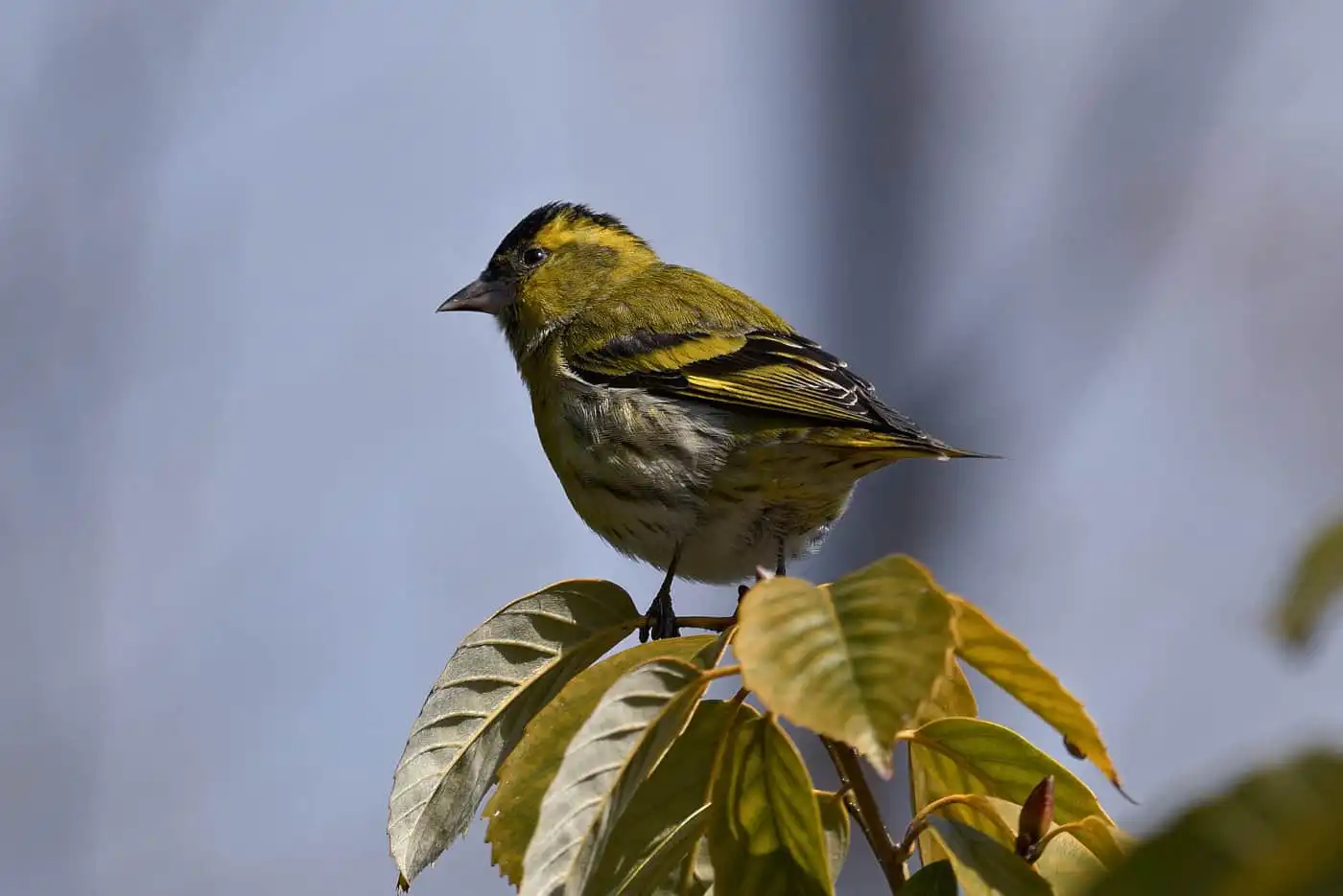 野鳥画像・マヒワの写真