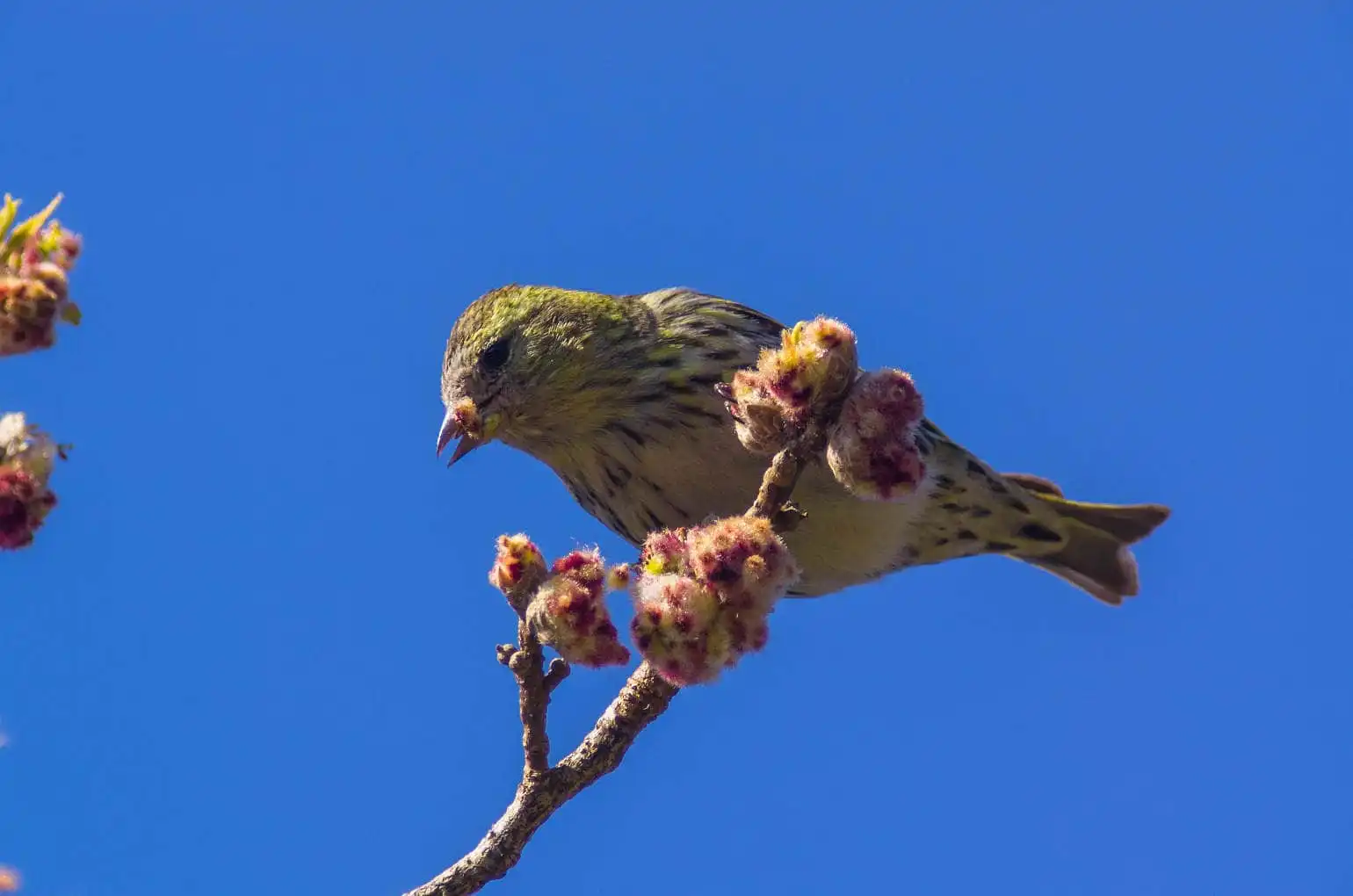 野鳥画像・マヒワの写真