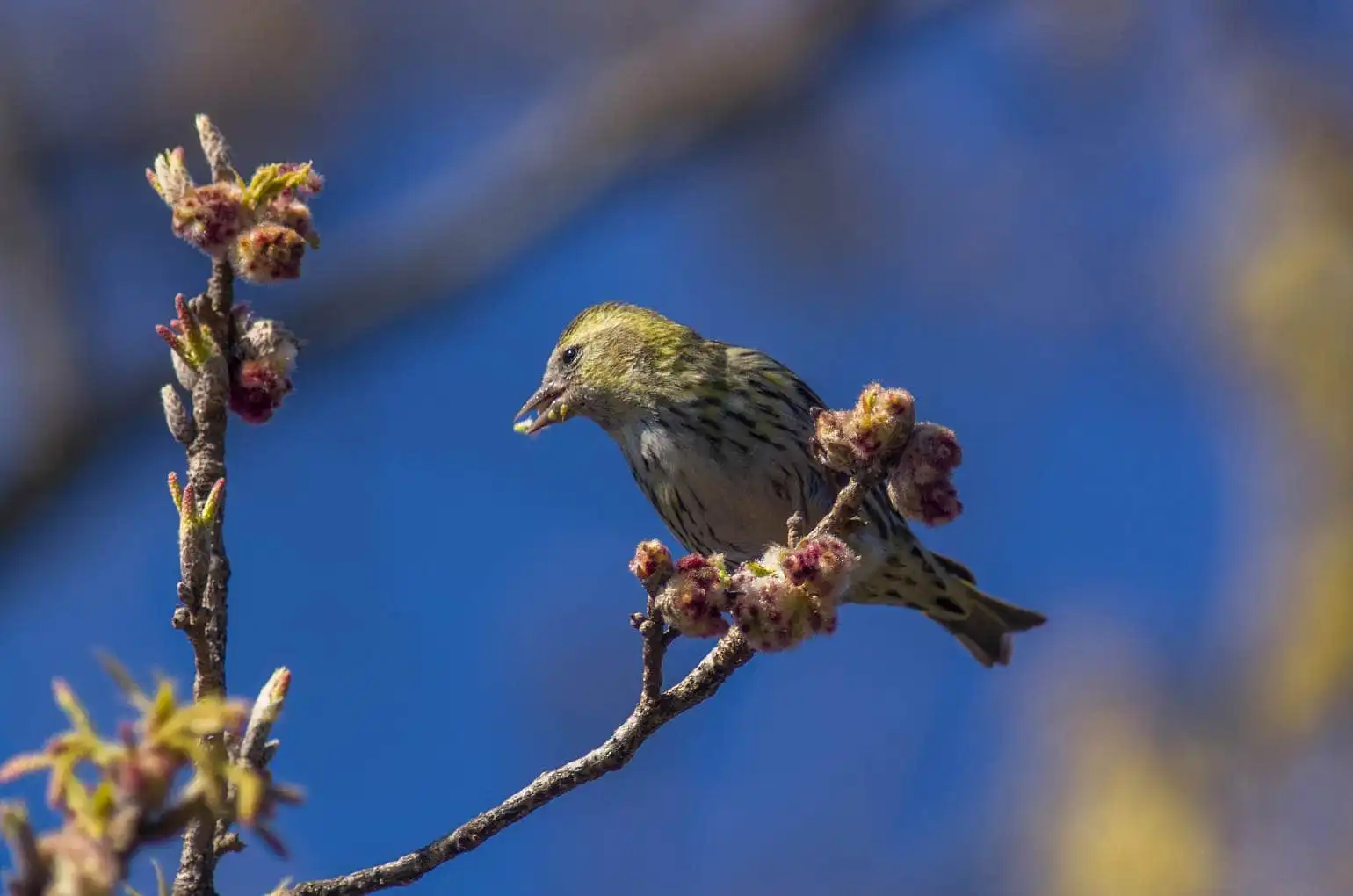 野鳥画像・マヒワの写真