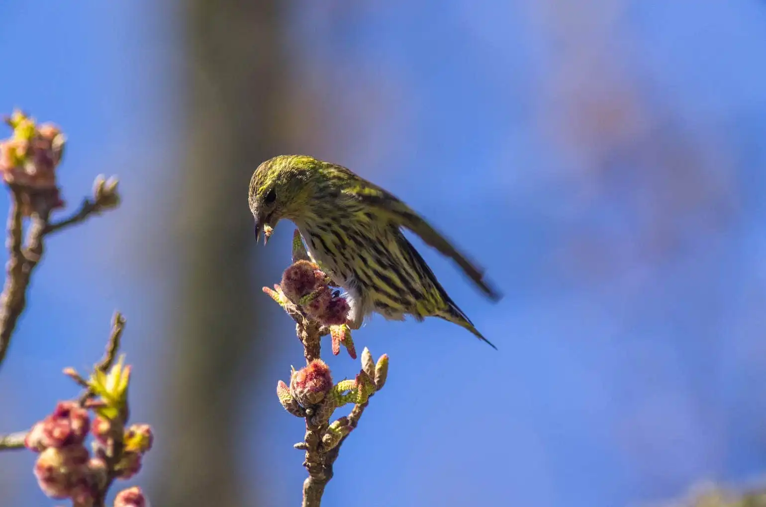野鳥画像・マヒワの写真