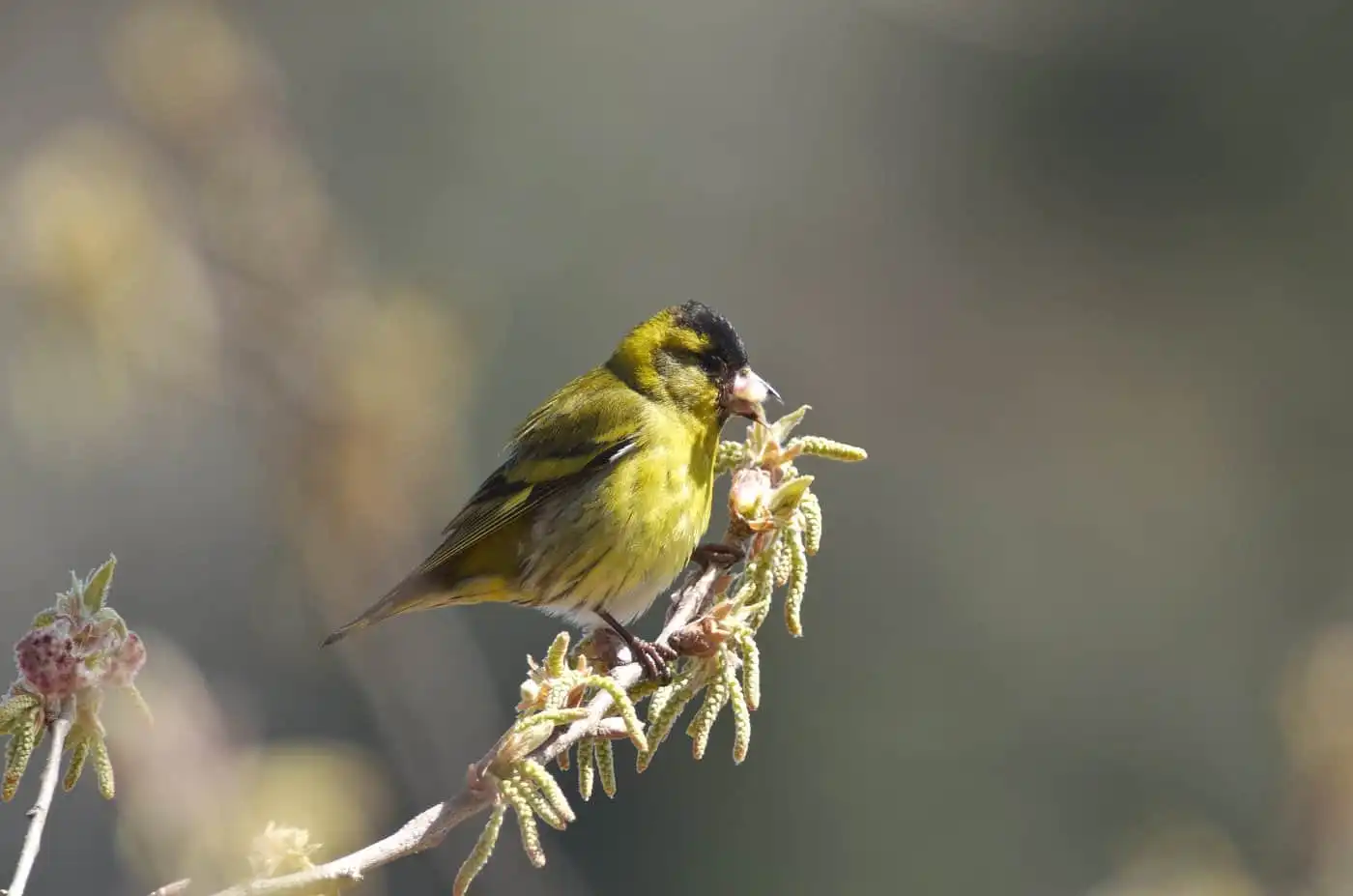 野鳥画像・マヒワの写真