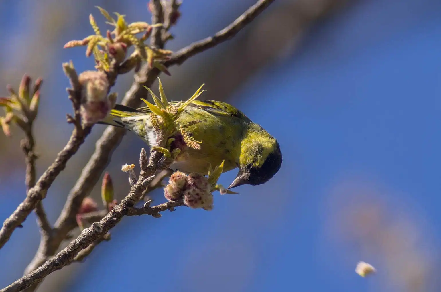 野鳥画像・マヒワの写真