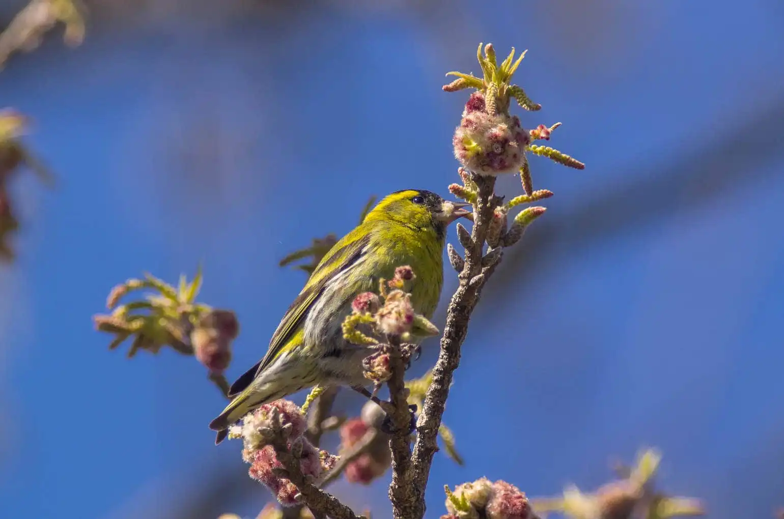 野鳥画像・マヒワの写真