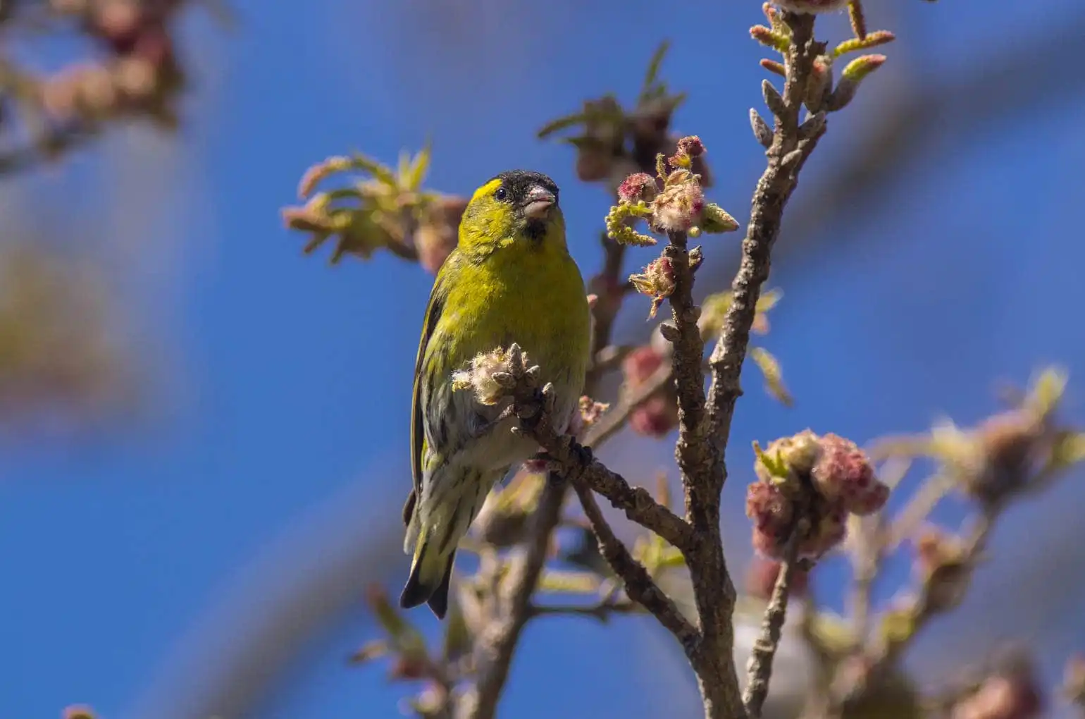 野鳥画像・マヒワの写真