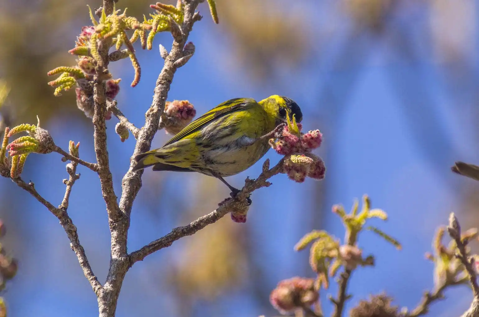 野鳥画像・マヒワの写真
