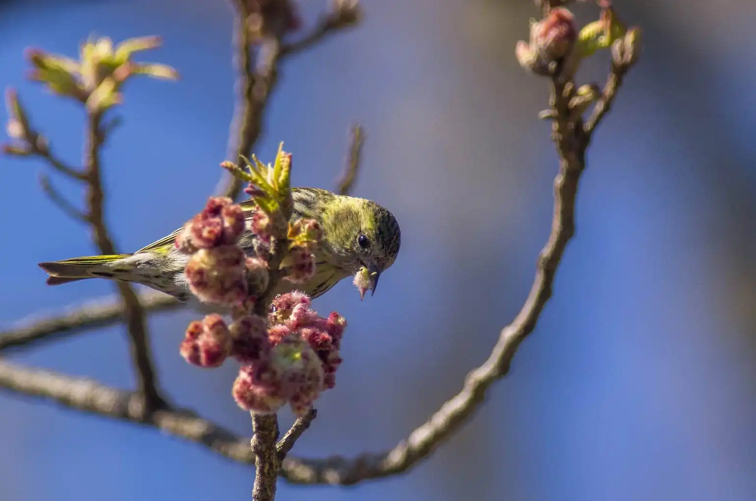 野鳥画像・マヒワの写真