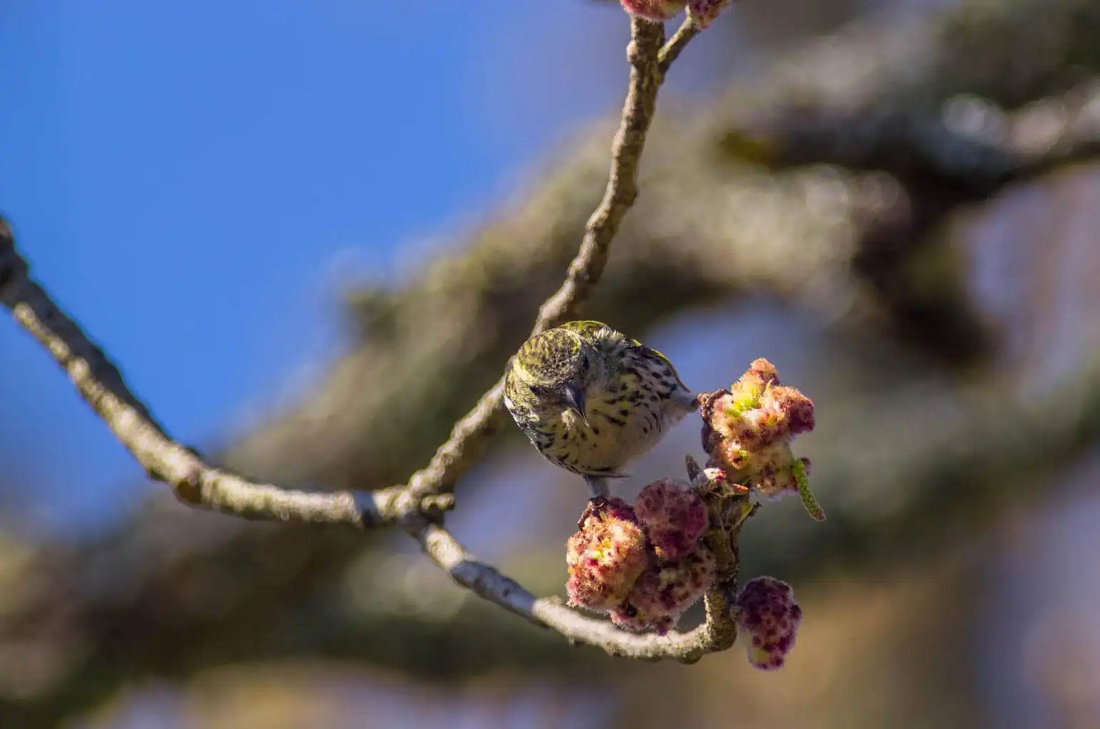 野鳥画像・マヒワの写真
