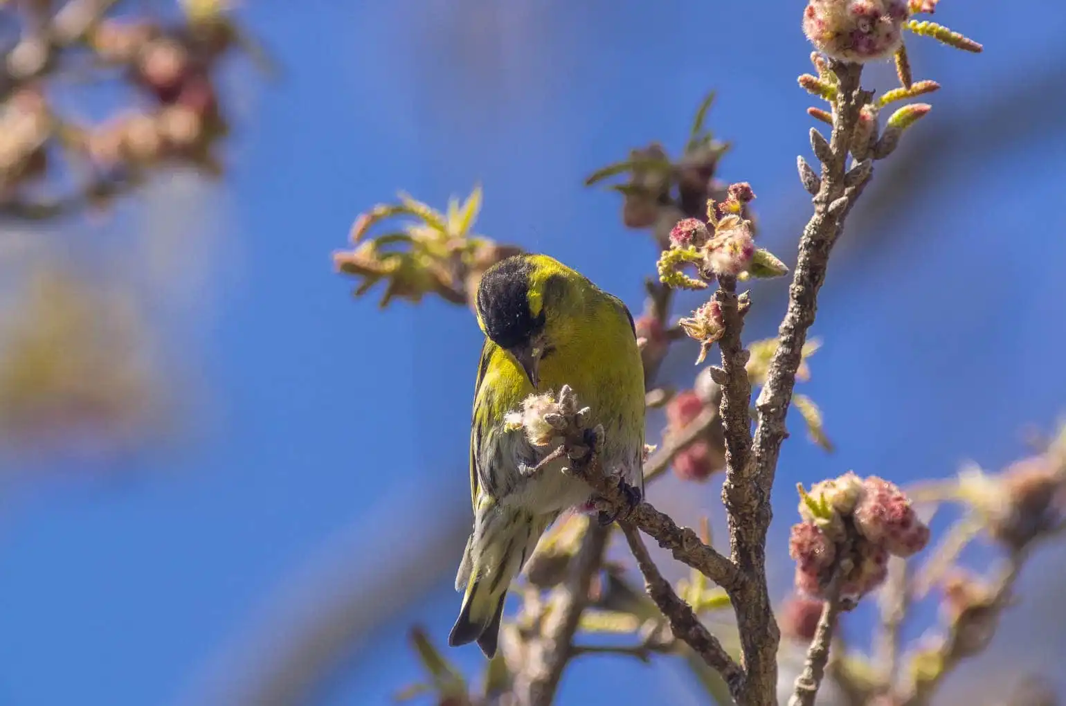 野鳥画像・マヒワの写真